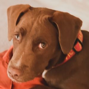 Meet your Posher, Jaye